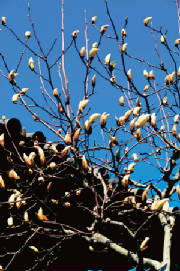 MagnoliaBlossoms.jpg